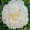 Pivónia krovitá Shirley Temple, v črepníku Paeonia lactiflora