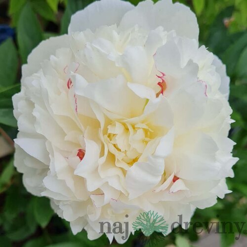 Pivónia krovitá Shirley Temple, v črepníku Paeonia lactiflora