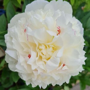 Pivónia krovitá Shirley Temple, v črepníku Paeonia lactiflora