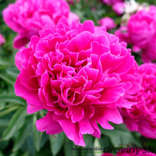 Pivónia krovitá Victoire de la Marne, výška 30/+ cm, v črepníku 3l Paeonia suffruticosa