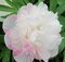 Pivónia lekárska Alba Plena  , výška 30/50 cm, v črepníku 3l Paeonia officinalis ‘Alba Plena‘