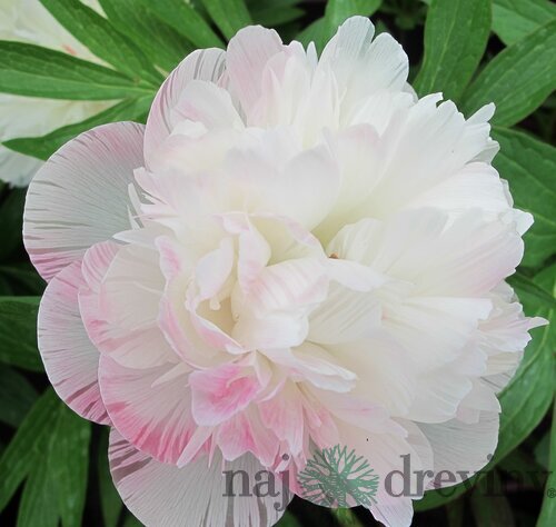 Pivónia lekárska Alba Plena  , výška 30/50 cm, v črepníku 3l Paeonia officinalis ‘Alba Plena‘