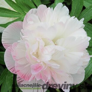 Pivónia lekárska Alba Plena  , výška 30/50 cm, v črepníku 3l Paeonia officinalis ‘Alba Plena‘