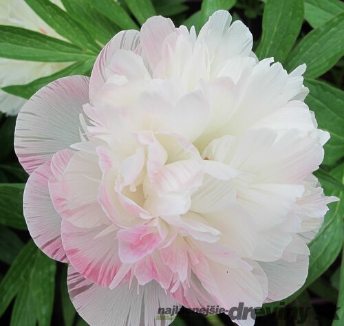 Pivónia lekárska Alba Plena  , výška 30/50 cm, v črepníku 3l Paeonia officinalis ‘Alba Plena‘