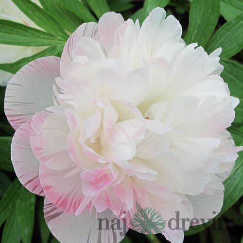 Pivónia lekárska Alba Plena  , výška 30/50 cm, v črepníku 3l Paeonia officinalis ‘Alba Plena‘