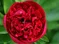 Pivónia lekárska Rubra Plena, výška 30/50 cm, v črepníku 3l Paeonia officinalis ‘Rubra Plena‘
