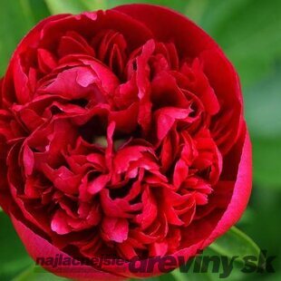 Pivónia lekárska Rubra Plena, výška 30/50 cm, v črepníku 3l Paeonia officinalis ‘Rubra Plena‘