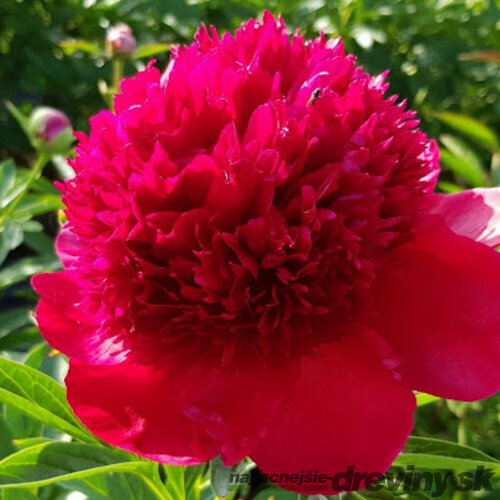 Pivónia RED MAGIC ‘Hei Hai Bo Tao, výška 40/60 cm, v črepníku 3l Paeonia