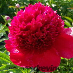 Pivónia RED MAGIC ‘Hei Hai Bo Tao, výška 40/60 cm, v črepníku 3l Paeonia
