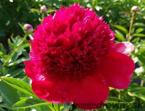 Pivónia RED MAGIC ‘Hei Hai Bo Tao, výška 40/60 cm, v črepníku 3l Paeonia