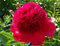 Pivónia RED MAGIC ‘Hei Hai Bo Tao, výška 40/60 cm, v črepníku 3l Paeonia