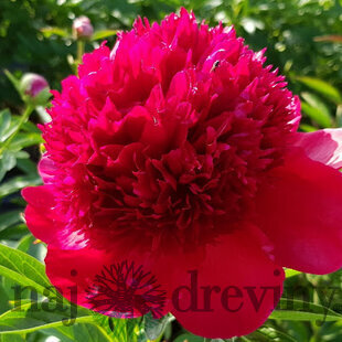 Pivónia RED MAGIC ‘Hei Hai Bo Tao, výška 40/60 cm, v črepníku 3l Paeonia