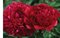 Pivónia Red Supreme, výška 30/50 cm, v črepníku 3l Paeonia