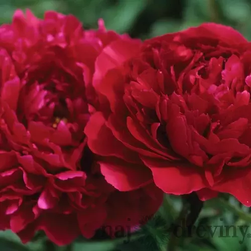 Pivónia Red Supreme, výška 30/50 cm, v črepníku 3l Paeonia