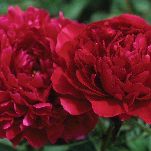 Pivónia Red Supreme, výška 30/50 cm, v črepníku 3l Paeonia