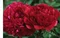 Pivónia Red Supreme, výška 30/50 cm, v črepníku 3l Paeonia