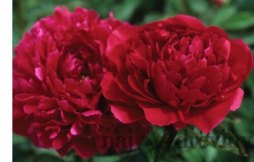 Pivónia Red Supreme, výška 30/50 cm, v črepníku 3l Paeonia