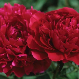 Pivónia Red Supreme, výška 30/50 cm, v črepníku 3l Paeonia