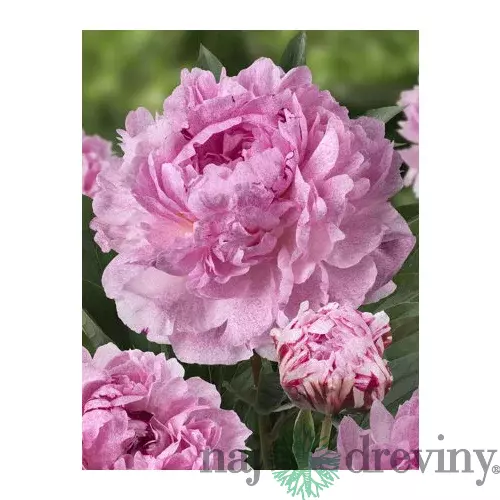 Pivónia Sarah Bernhardt 30/40 cm, v črepníku  3l Paeonia