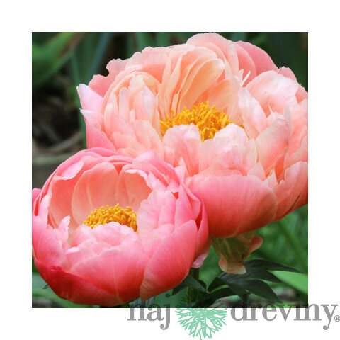 Pivónia Sarah Bernhardt 30/40 cm, v črepníku  3l Paeonia