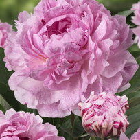 Pivónia Sarah Bernhardt 30/40 cm, v črepníku  3l Paeonia