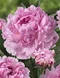 Pivónia Sarah Bernhardt 30/40 cm, v črepníku  3l Paeonia