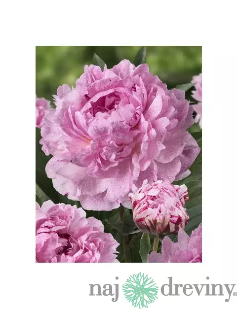 Pivónia Sarah Bernhardt 30/40 cm, v črepníku  3l Paeonia