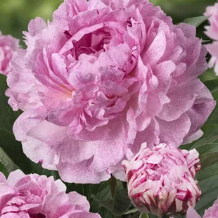 Pivónia Sarah Bernhardt 30/40 cm, v črepníku  3l Paeonia
