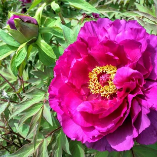 Pivonka drevitá - drevitá Purple, výška 20/30 cm, v črepníku Paeonia suffruticosa Purple