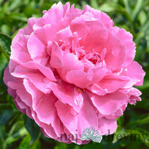 Pivonka krovitá - drevitá Alexander Fleming , v črepníku 2l Paeonia Alexander Fleming