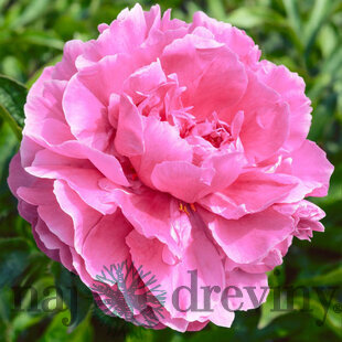 Pivonka krovitá - drevitá Alexander Fleming , v črepníku 2l Paeonia Alexander Fleming