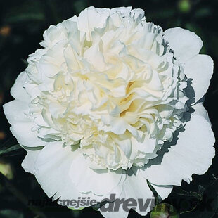 Pivonka krovitá - drevitá Alexander Fleming , v črepníku 2l Paeonia lactiflora ‘Lancaster Imperial‘