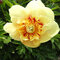 Pivonka krovitá - drevitá Kinshi, výška 15/25 cm, v črepníku Paeonia suffruticosa Kinshi