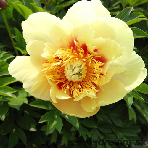 Pivonka krovitá - drevitá Kinshi, výška 15/25 cm, v črepníku Paeonia suffruticosa Kinshi