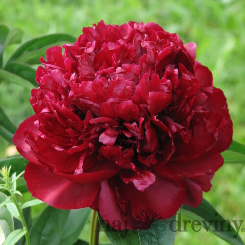 Pivonka krovitá - drevitá Monsieur Martin Cahuzac, v črepníku 2l Paeonia lactiflora ‘Monsieur Martin Cahuzac‘