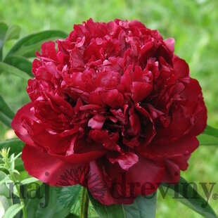 Pivonka krovitá - drevitá Monsieur Martin Cahuzac, v črepníku 2l Paeonia lactiflora ‘Monsieur Martin Cahuzac‘