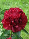 Pivonka krovitá - drevitá Monsieur Martin Cahuzac, v črepníku 2l Paeonia lactiflora ‘Monsieur Martin Cahuzac‘