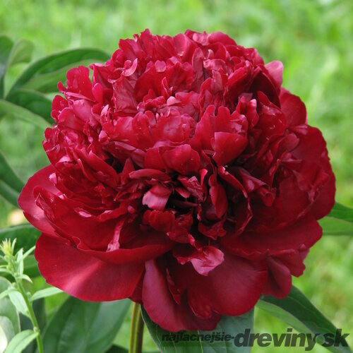 Pivonka krovitá - drevitá Monsieur Martin Cahuzac, v črepníku 2l Paeonia lactiflora ‘Monsieur Martin Cahuzac‘