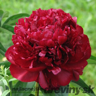 Pivonka krovitá - drevitá Monsieur Martin Cahuzac, v črepníku 2l Paeonia lactiflora ‘Monsieur Martin Cahuzac‘