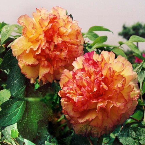 Pivonka krovitá - drevitá Orange Dream, výška 20/30 cm, v črepníku Paeonia suffruticosa