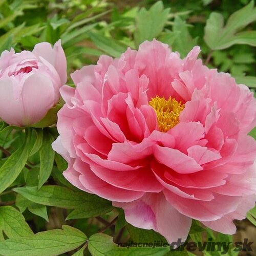 Pivonka krovitá - drevitá Pink Variety, výška 20/30 cm, v črepníku Paeonia suffruticosa