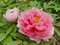Pivonka krovitá - drevitá Pink Variety, výška 20/30 cm, v črepníku Paeonia suffruticosa