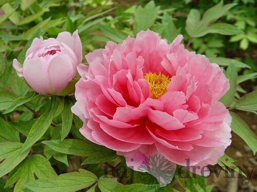 Pivonka krovitá - drevitá Pink Variety, výška 20/30 cm, v črepníku Paeonia suffruticosa