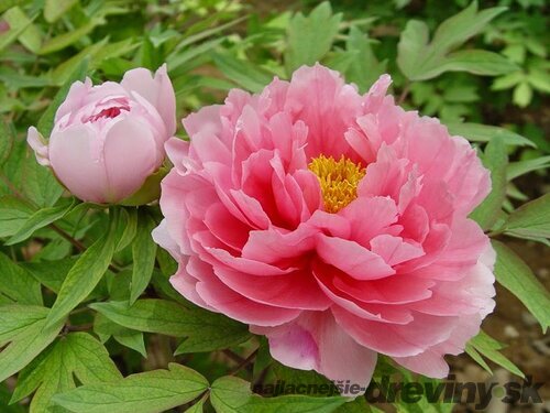 Pivonka krovitá - drevitá Pink Variety, výška 20/30 cm, v črepníku Paeonia suffruticosa