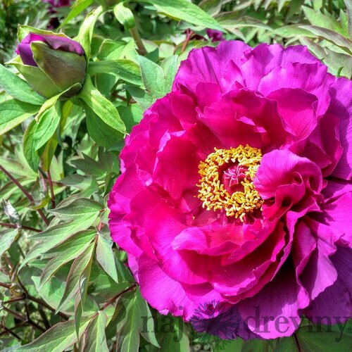 Pivonka krovitá - drevitá Purple, výška 20/30 cm, v črepníku Paeonia suffruticosa Purple