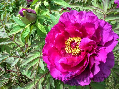 Pivonka krovitá - drevitá Purple, výška 20/30 cm, v črepníku Paeonia suffruticosa Purple