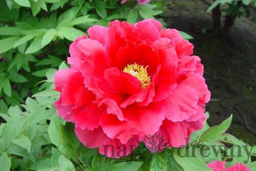 Pivonka krovitá - drevitá Red Bird, výška 25/50 cm, v črepníku Paeonia suffruticosa