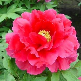 Pivonka krovitá - drevitá Red Bird, výška 25/50 cm, v črepníku Paeonia suffruticosa