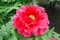 Pivonka krovitá - drevitá Red Bird, výška 25/50 cm, v črepníku Paeonia suffruticosa