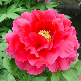 Pivonka krovitá - drevitá Red Bird, výška 25/50 cm, v črepníku Paeonia suffruticosa